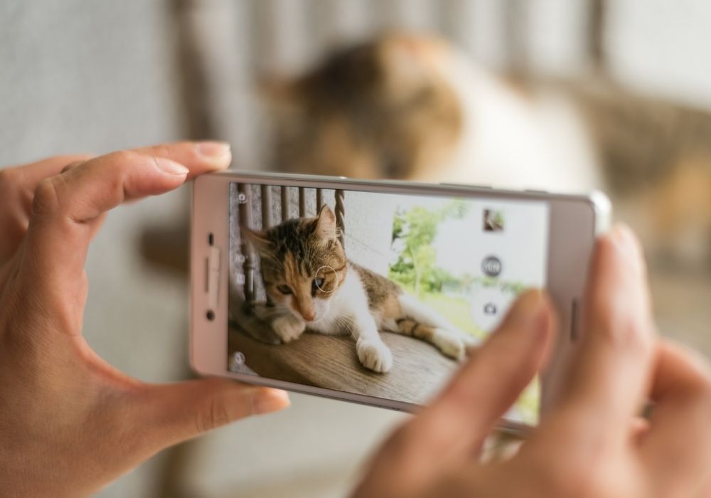 taking a picture of a cat