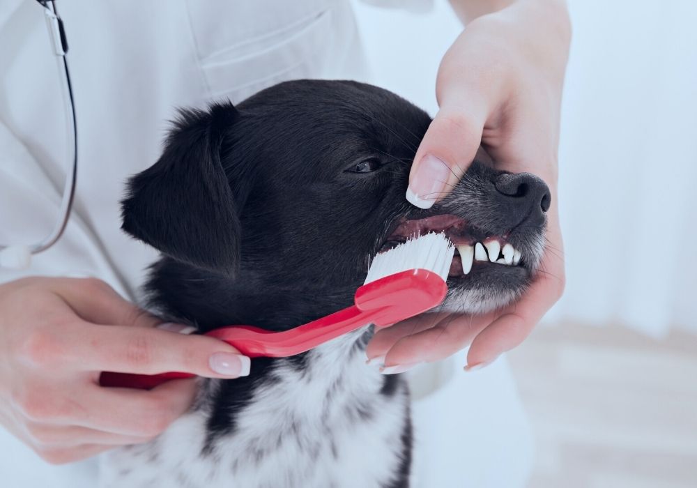 cleaning dogs teeth