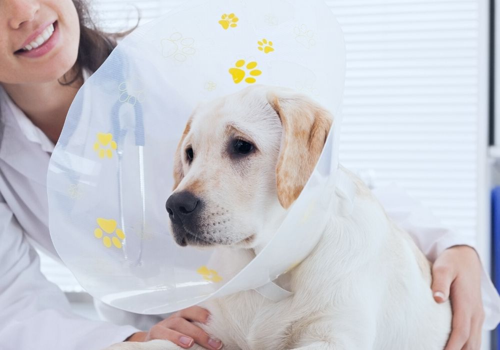 dog in surgery cone