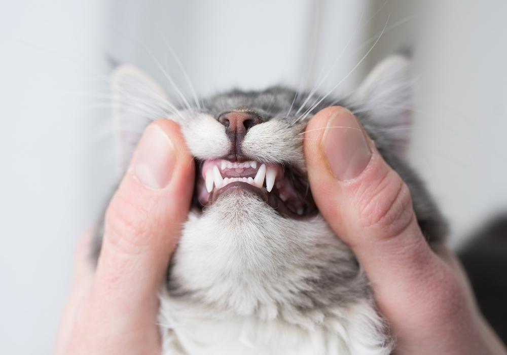 cats teeth