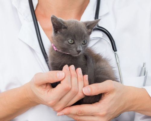 kitten care