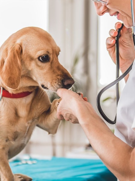 A vet holding a hand of a dog