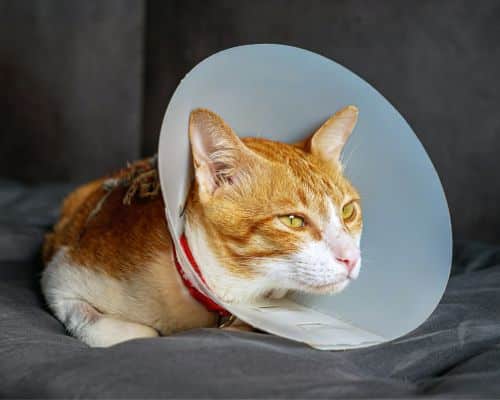 cat wearing a protective plastic cone
